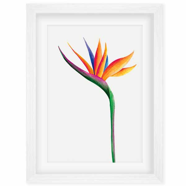Bird of Paradise Water color flower print